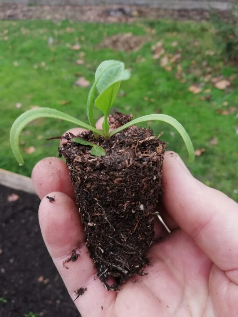 Huerta Hogar Bernardino Rivadavia